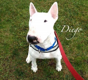 Diego