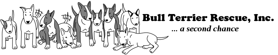 Bull Terrier Rescue, Inc.