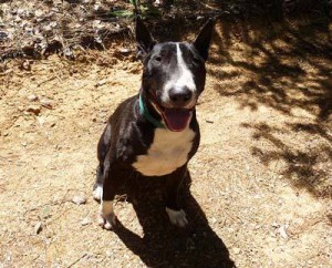Dozer