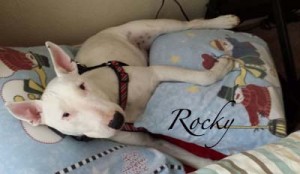 RockyBedtimeName