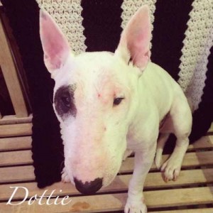 DottieSitName