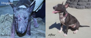 MaggieBeforeAfter2