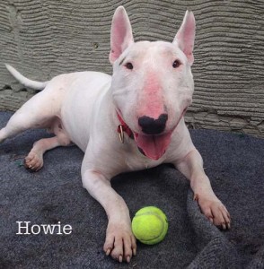 HowieSmileName
