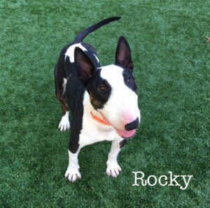 RockySmileName