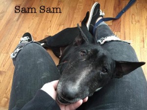 SamSamLapDogName