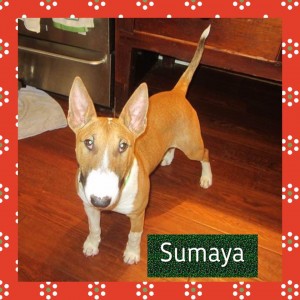 SumayaXmas