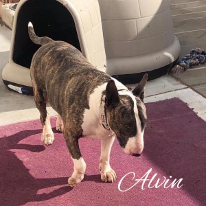 Alvin