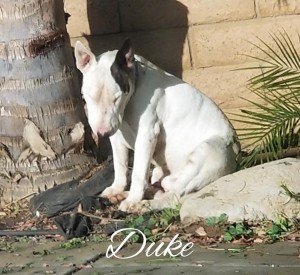 Duke