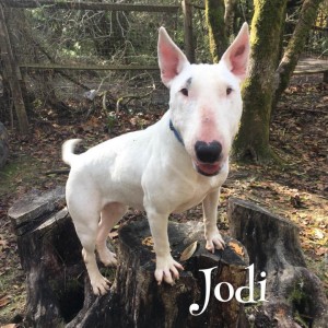 Jodi