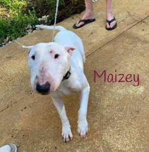 Maizey