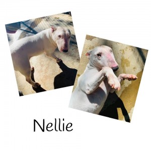 Nellie