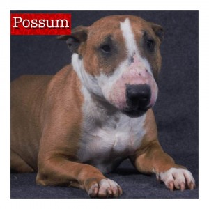 Possum Name