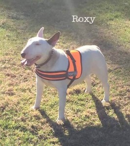 Roxy