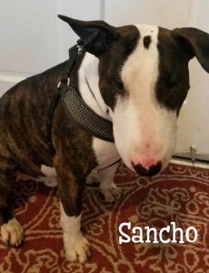 Sancho Name