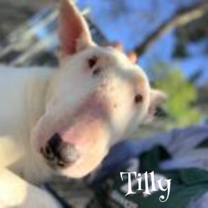 Tilly
