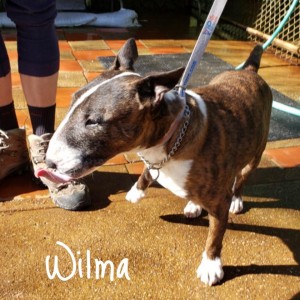 Wilma